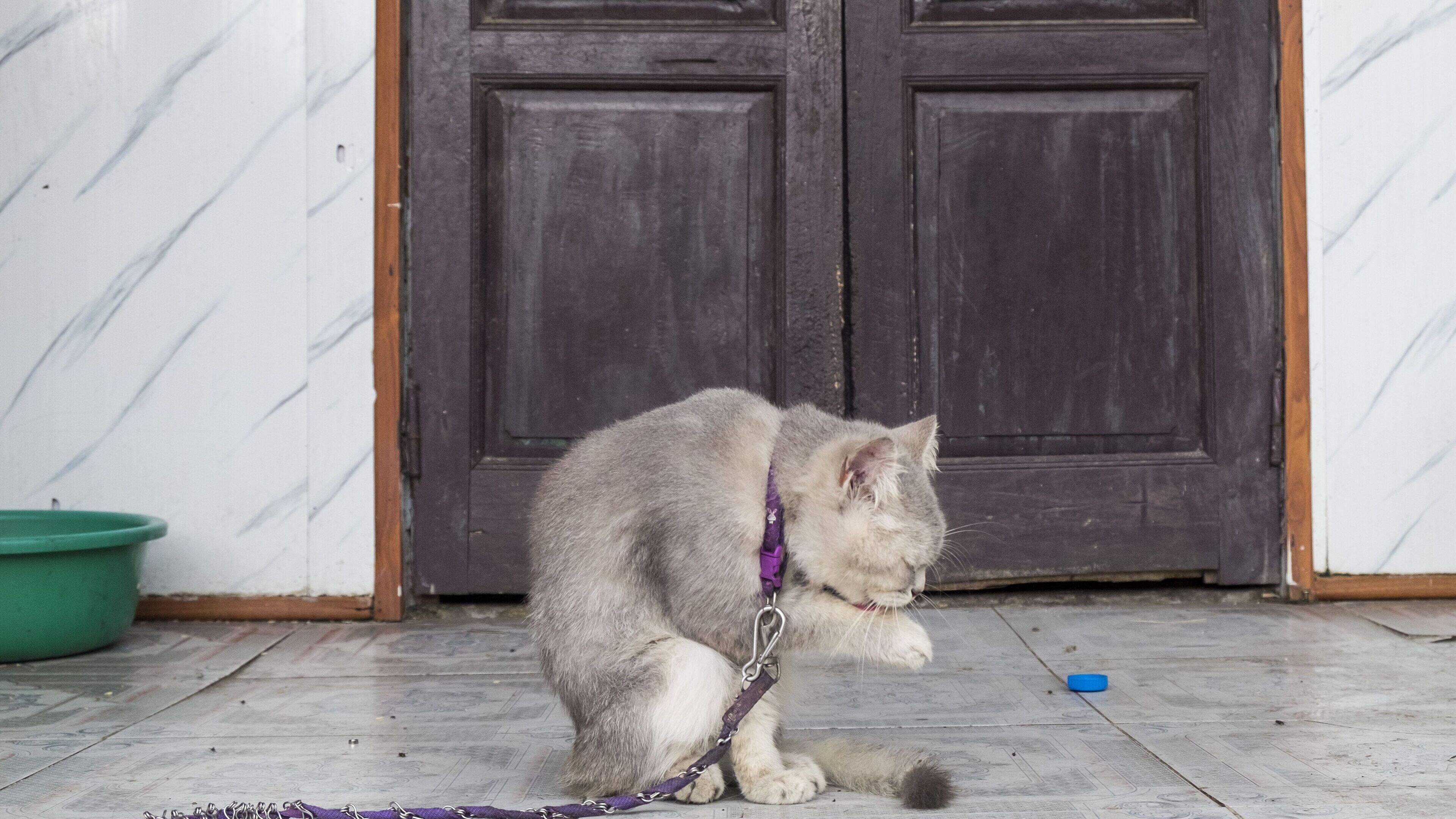 Twelve men arrested in Vietnam after 2,700 cats ‘stolen for meat’